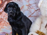 Un chiot Labrador Retriever au pelage noir disponible (LOF)