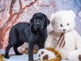 Un chiot Labrador Retriever au pelage noir disponible (LOF)