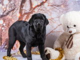 Un chiot Labrador Retriever au pelage noir disponible (LOF)
