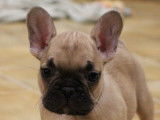 À vendre : un chiot Bouledogue Français fauve LOF