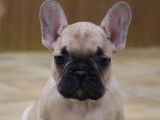 À vendre : un chiot Bouledogue Français fauve LOF