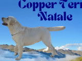 Chien Labrador Retriever de 2 ans LOF sable disponible pour saillie