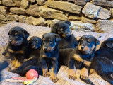 Des chiots Beaucerons noirs et feu LOF disponibles &agrave; la vente