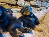 Des chiots Beaucerons noirs et feu LOF disponibles &agrave; la vente