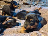 Des chiots Beaucerons noirs et feu LOF disponibles &agrave; la vente