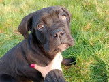 7 chiots Cane Corso LOF disponibles à l'achat