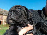 7 chiots Cane Corso LOF disponibles à l'achat