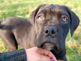 7 chiots Cane Corso LOF disponibles à l'achat