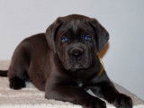 Un chiot femelle Cane Corso grise LOF disponible à la vente