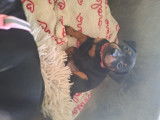 Chiots de race Pinscher Nain à vendre (1 femelle & 3 mâles)