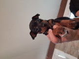 Chiots de race Pinscher Nain à vendre (1 femelle & 3 mâles)