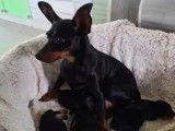 Chiots de race Pinscher Nain à vendre (1 femelle & 3 mâles)