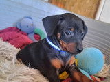 Chiots de race Pinscher Nain à vendre (1 femelle & 3 mâles)