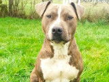 Femelle American Staffordshire Terrier à donner