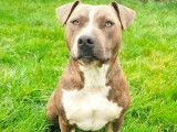 Femelle American Staffordshire Terrier à donner
