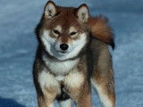 Mâle Shiba Inu LOF multichampion disponible pour saillie
