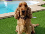 Niño, mâle Cocker Spaniel Anglais LOF disponible pour saillie