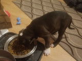 Chiots type pitbull ( 1 femelle 1 males)