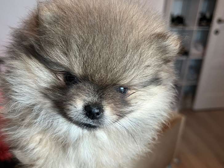 Chiots de race Loulou de Poméranie à vendre (1 femelle & 1 mâle)
