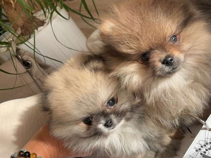 Chiots de race Loulou de Poméranie à vendre (1 femelle & 1 mâle)
