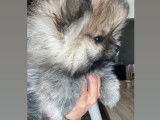 Poméranian à vendre (1 femelle & 1 mâle)