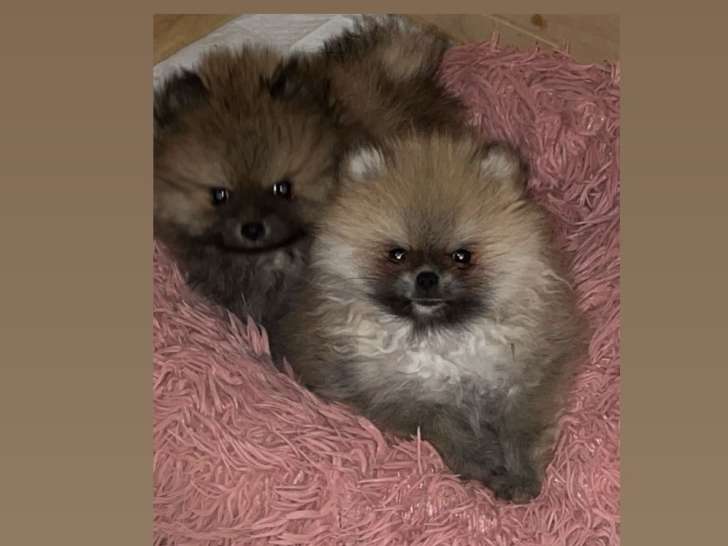 Poméranian à vendre (1 femelle & 1 mâle)