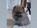 Poméranian à vendre (1 femelle & 1 mâle)