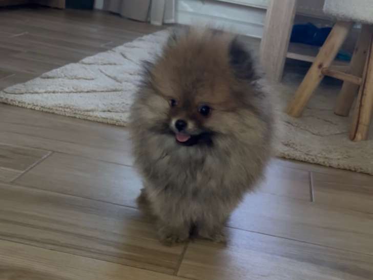 Poméranian à vendre (1 femelle & 1 mâle)