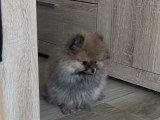 Poméranian à vendre (1 femelle & 1 mâle)