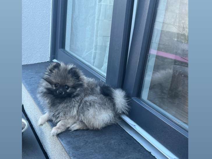 Poméranian à vendre (1 femelle & 1 mâle)
