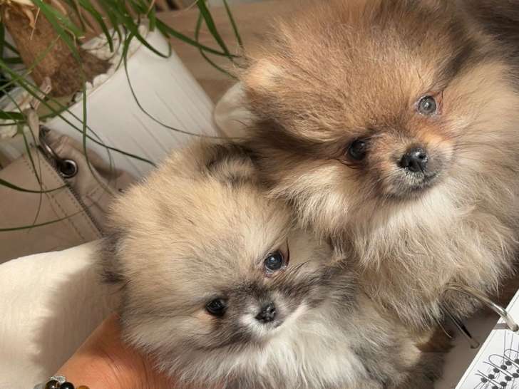 Poméranian à vendre (1 femelle & 1 mâle)