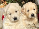 Superbes chiots Golden Retriever LOF à vendre