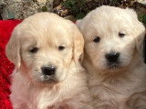 Superbes chiots Golden Retriever LOF à vendre