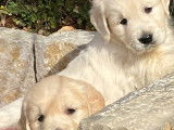 Superbes chiots Golden Retriever LOF à vendre