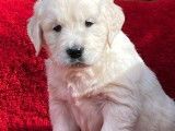 Superbes chiots Golden Retriever LOF à vendre