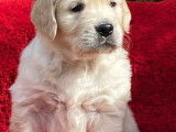 Superbes chiots Golden Retriever LOF à vendre