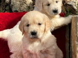 Superbes chiots Golden Retriever LOF à vendre