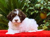 Portée exceptionnelle de Lagotto Romagnolo LOF à vendre