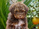 Portée exceptionnelle de Lagotto Romagnolo LOF à vendre