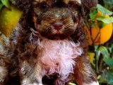Portée exceptionnelle de Lagotto Romagnolo LOF à vendre
