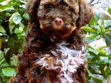 Portée exceptionnelle de Lagotto Romagnolo LOF à vendre