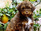 Portée exceptionnelle de Lagotto Romagnolo LOF à vendre