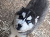 4 chiots Huskies de Sibérie LOF à vendre