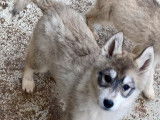 4 chiots Huskies de Sibérie LOF à vendre
