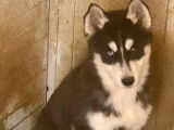 4 chiots Huskies de Sibérie LOF à vendre