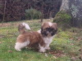 Un chiot femelle Shih Tzu tricolore LOF disponible à l'achat
