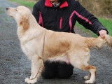 Chienne Golden Retriever de 3 ans LOF à acheter