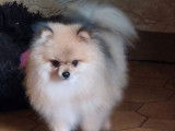 Chien adulte Spitz Nain LOF disponible pour saillie