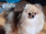 Chien adulte Spitz Nain LOF disponible pour saillie
