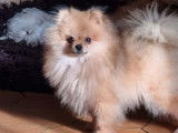 Chien adulte Spitz Nain LOF disponible pour saillie